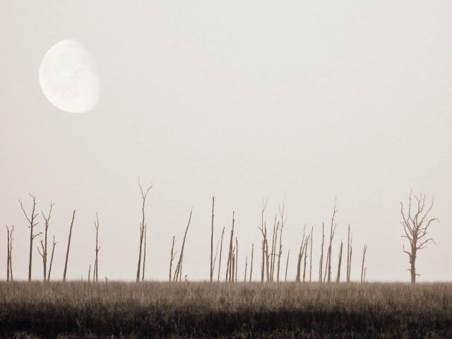 dead landscape
