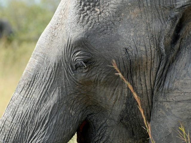 elephant profile