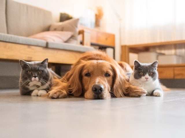 British short-haired cats flank a Golden Hound, representing the marketing technology conversation of best of breed vs. suite.
