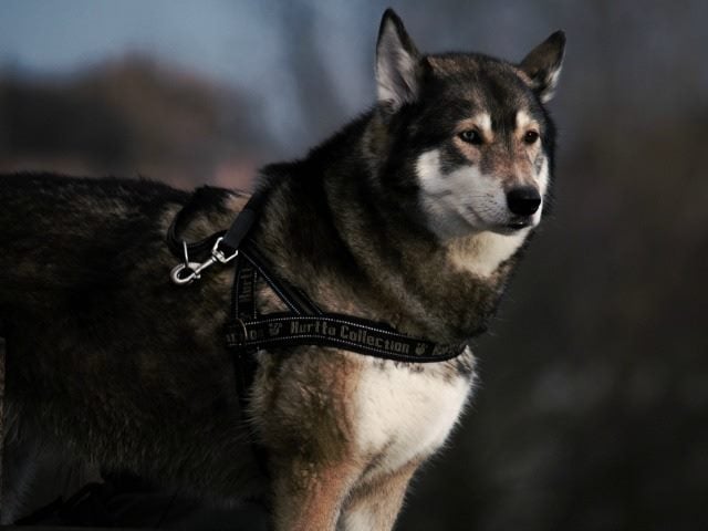 harness the dog