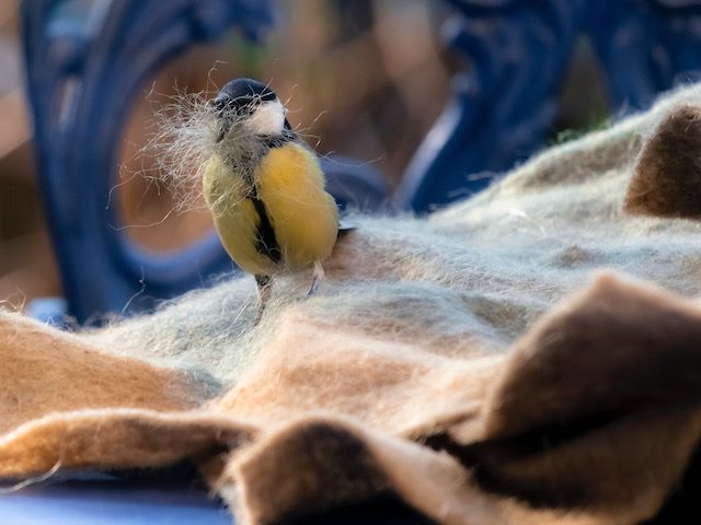 finch gathering materials to build a bird nest