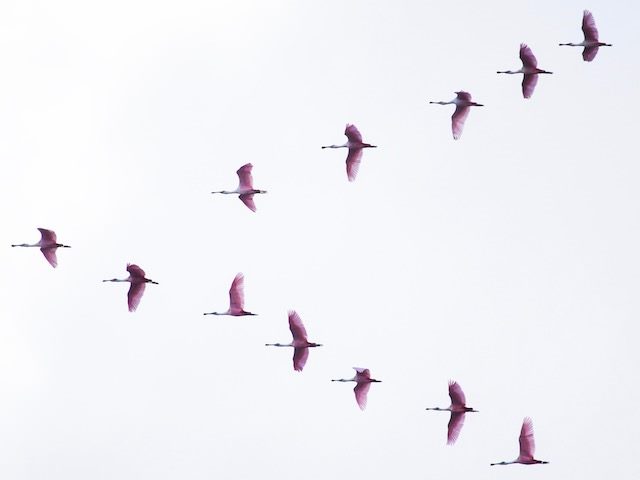 birds in a V formation migrating