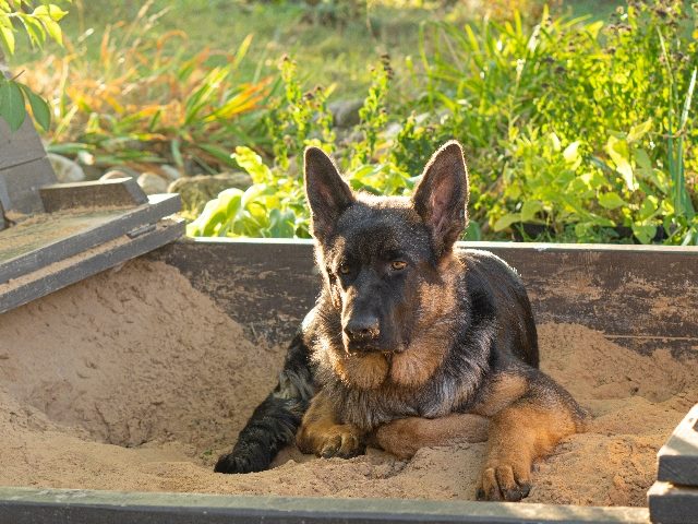  A German Shepherd lies in a children's sandbox. 
