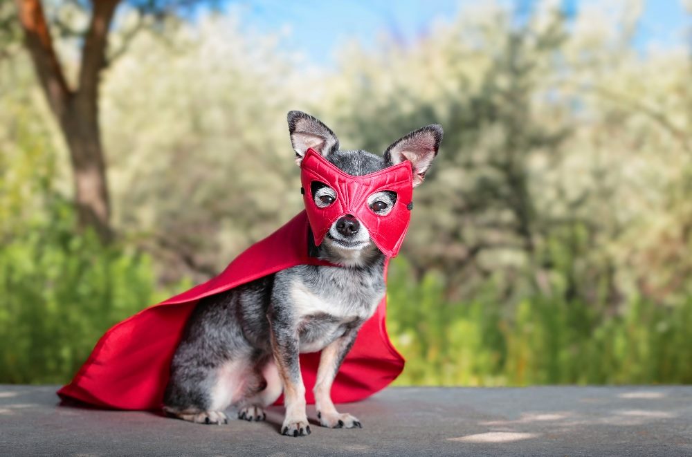 Cute chihuahua sitting on a bench in a red super hero costume and mask outside in piece about brick and mortar cx trends.
