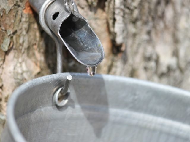 maple syrup tap