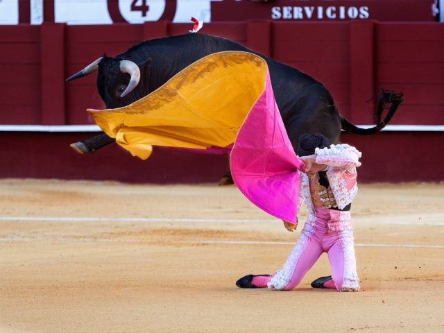 matador and bull in the ring