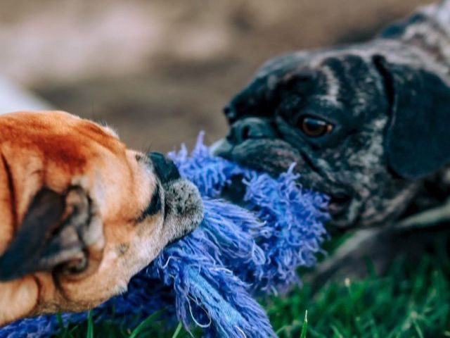 Two pug dogs having a tug of war with a chew toy in the grass - Working at odds concept