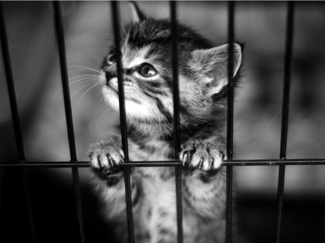 kitten in a cage