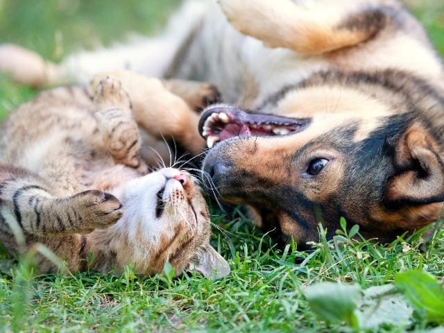  Dog and cat playing together outdoors on grass. 