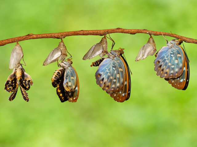 The Common Archduke butterfly emerging from chrysalis. Transformation Concept