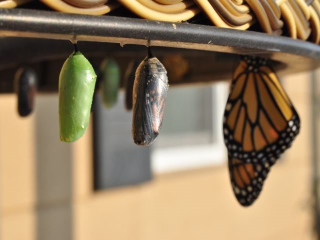 two hanging chrysalis and a butterfly going through a metamorphosis - digital transformation concept