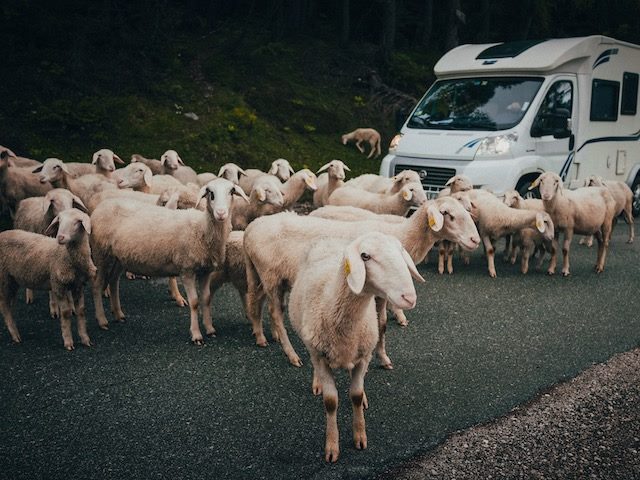 goats blocking a road so a van can't drive through