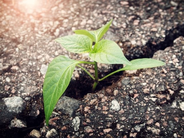  Plant growing from crack in asphalt.