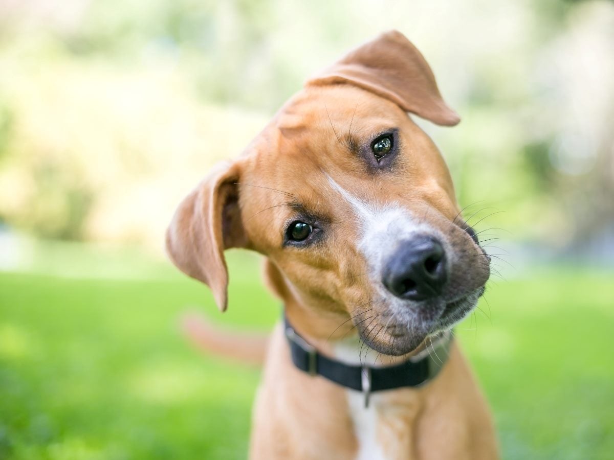 Brown dog with a black collar tilts its head curiously while looking toward the camera in a grassy outdoor setting.