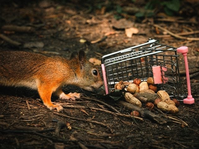 Squirrel nudging with his head a small shopping cart with nuts in it.