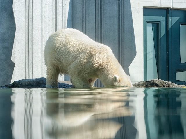 polar bear in a zoo sticking its head underwater