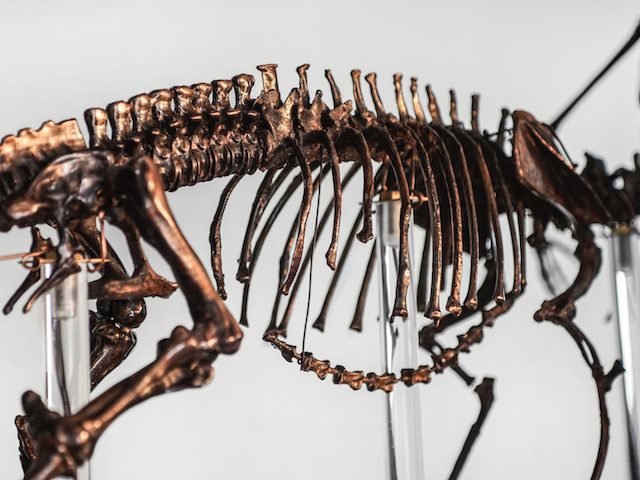 dinosaur bones