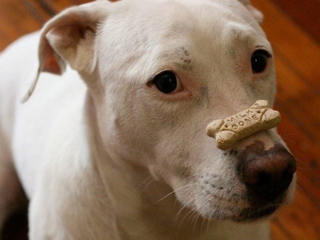 dog tricks