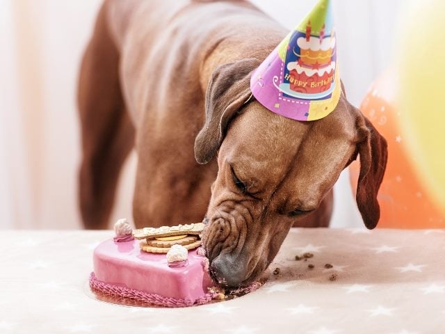 Dog celebrating birthday by eating cake. 
