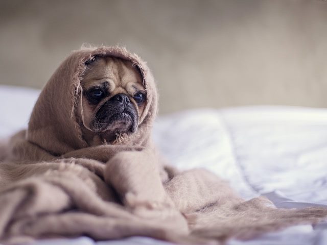 pug in a blanket