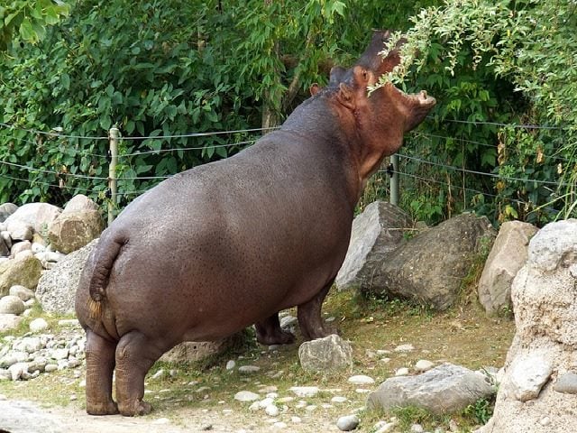 HIPPO
