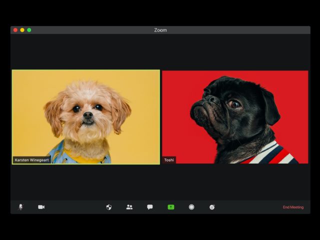 two dogs on a video Zoom call