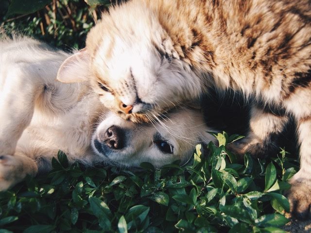 cat cuddling with a dog