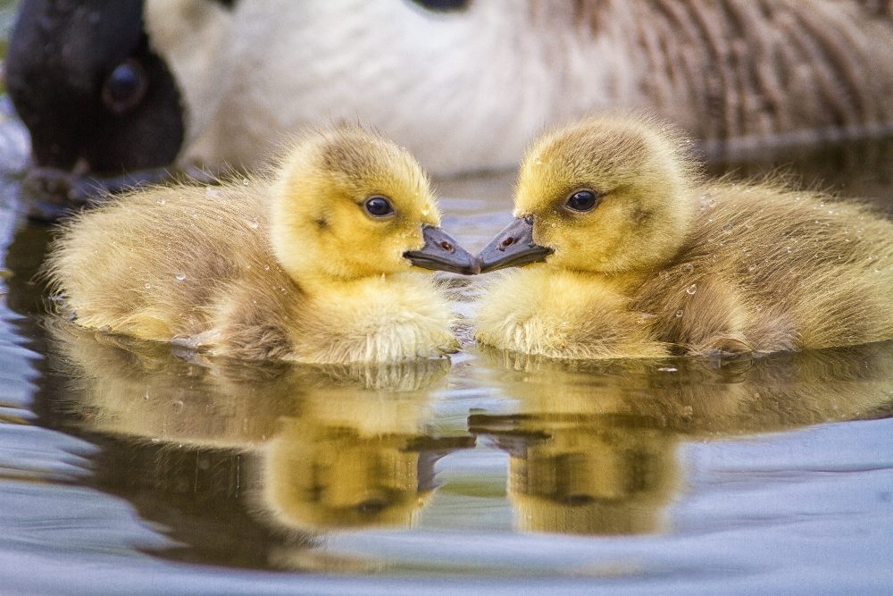 The image features two fluffy, yellow ducklings in a body of water, facing each other with their beaks touching, creating an endearing and intimate moment. The water is calm, reflecting their mirrored image. In the background, part of an adult duck can be seen, adding context to the serene, natural setting. The ducklings are the main focus, showcasing their soft feathers and gentle interaction in piece about body doubling in marketing.