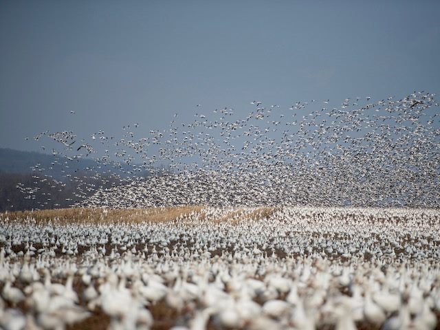 field of snow geese, ready to take flight during migration