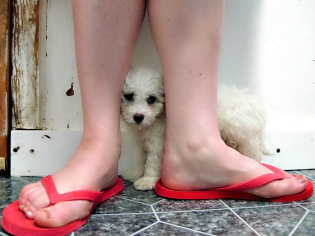 dog hiding behind its master's legs