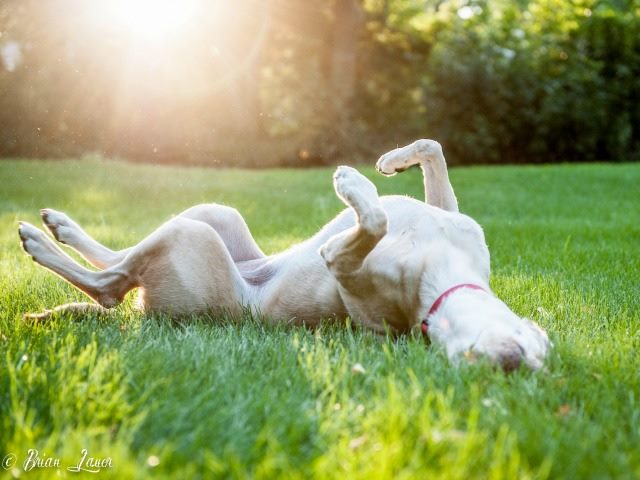 Labrador retriever on its back in the afternoon sun
