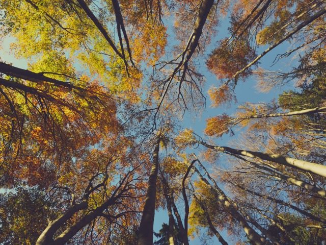 big trees