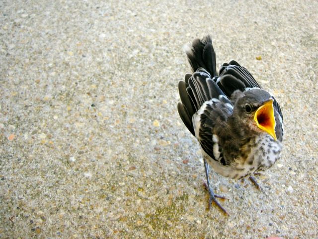 Tweet!