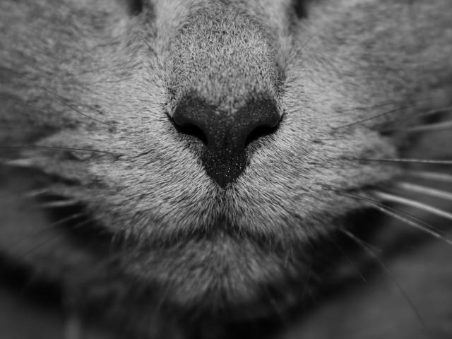 fluffy the kitten