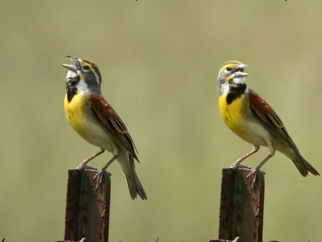 Singing birds