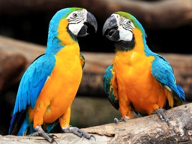 Two blue-and-yellow macaws talking, symbolizing the need for great customer communications.