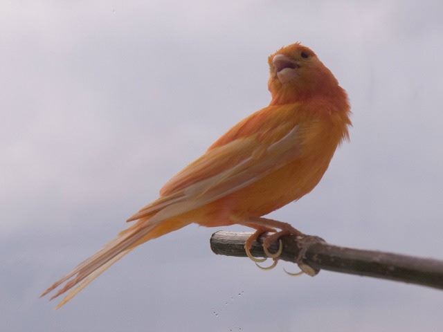 canary