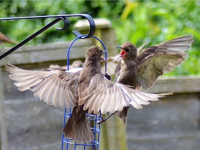 squabbling starlings