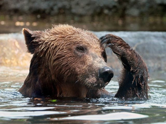 scratching bear