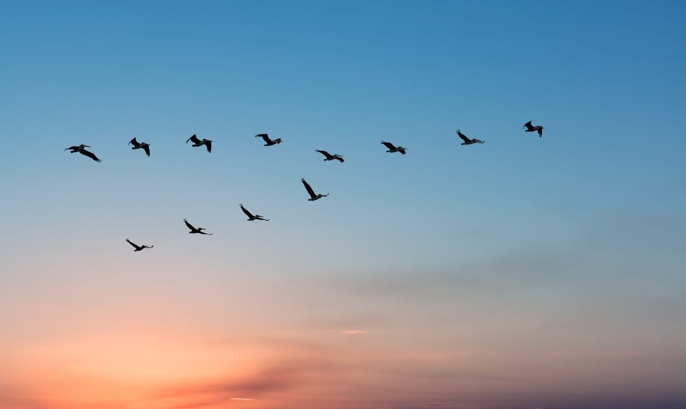 Pelicans migrating in a V formation against a background of a beautiful and dramatic sunset in piece about cloud migration.