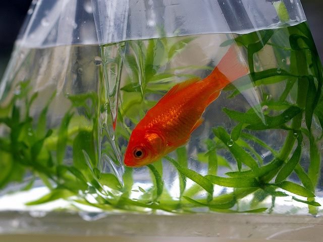 goldfish in a bag