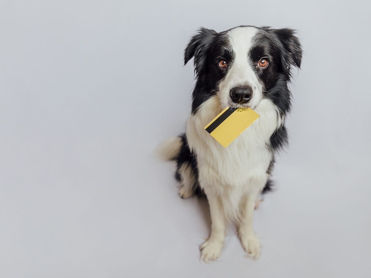A black and white border collie sits upright against a plain light gray background, looking directly at the camera with a gold credit card held gently in its mouth. The dog's ears are perked and slightly tousled, its amber eyes wide and attentive, one paw raised off the ground as if caught mid-motion. Soft, even studio lighting casts a faint shadow beneath the dog, keeping the focus on its expressive face and the card balanced between its jaws.
