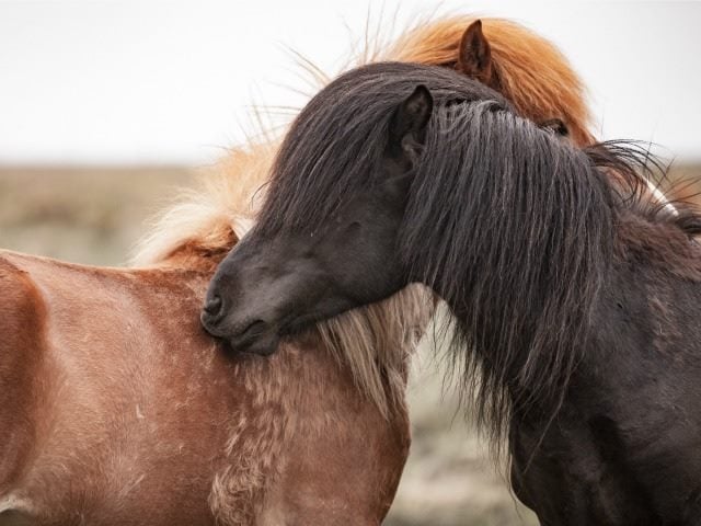 a pair of horses