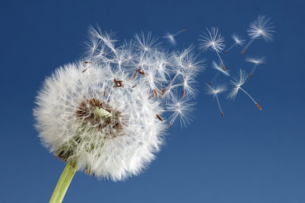 A dandelion against a clear blue sky, with seeds dispersing in the wind. The image metaphorically represents the impact of a customer service strategy where online customer reviews spread influence and insights, much like the seeds of a dandelion dispersing far and wide.