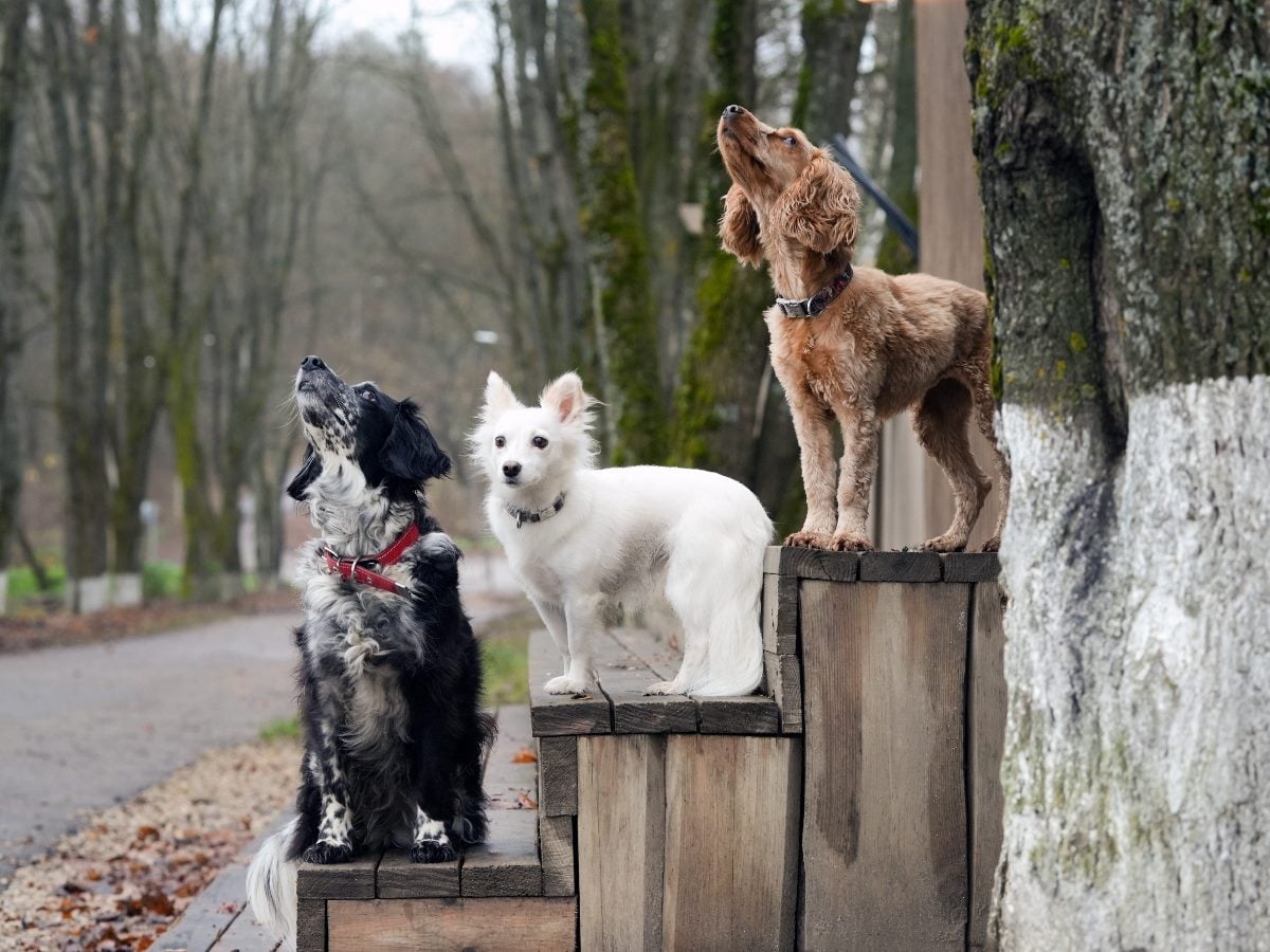 Three dogs—a black-and-white spaniel, a small white fluffy dog, and a brown spaniel—stand on wooden steps along a tree-lined path, all looking upward as if watching something above them.