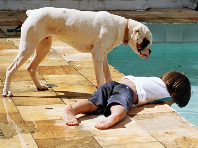 boy and dog consider jumping into a pool