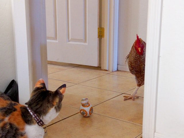 a cat  looking at  a rooster, who  is looking back at  it, with a BB  toy in between