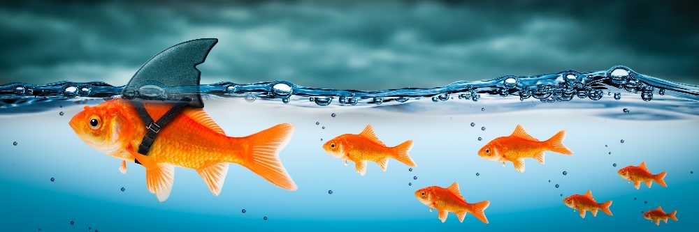 Small brave goldfish with a shark fin costume leading others through stormy seas in piece about marketing leadership and hiring a CMO.
