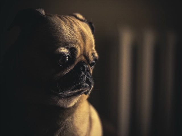 sad dog