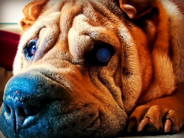 wrinkled shar pei